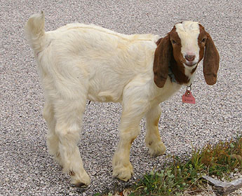 K4L Dolly Parton - Photo taken 14Apr10 - Asking price $135